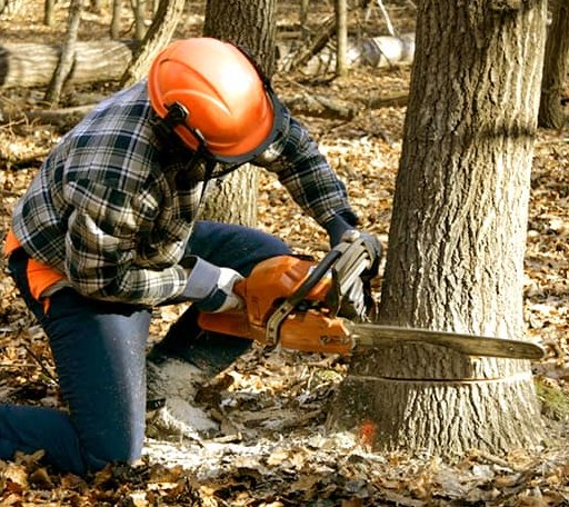 Tree Removal in Hunter, OK